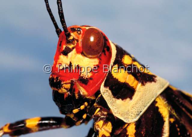 Zoniopoda omnicolor.JPG - Zoniopoda omnicolor (Portrait)CriquetLocustOrthopteraRomaleidaeParaguay